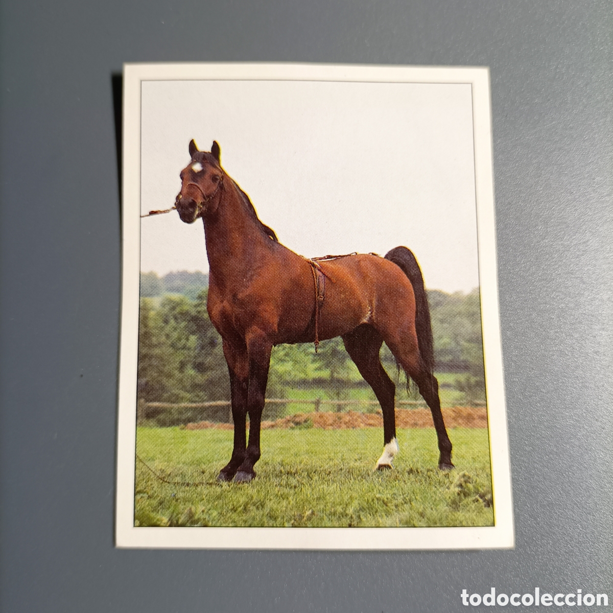 Coleccionismo cromos antiguos: CROMO Sticker. PANINI. Historias de Caballos - №38