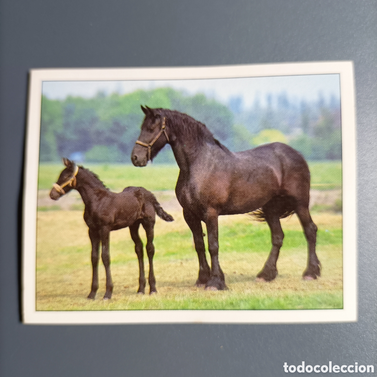 Coleccionismo cromos antiguos: CROMO Sticker. PANINI. Historias de Caballos - №35