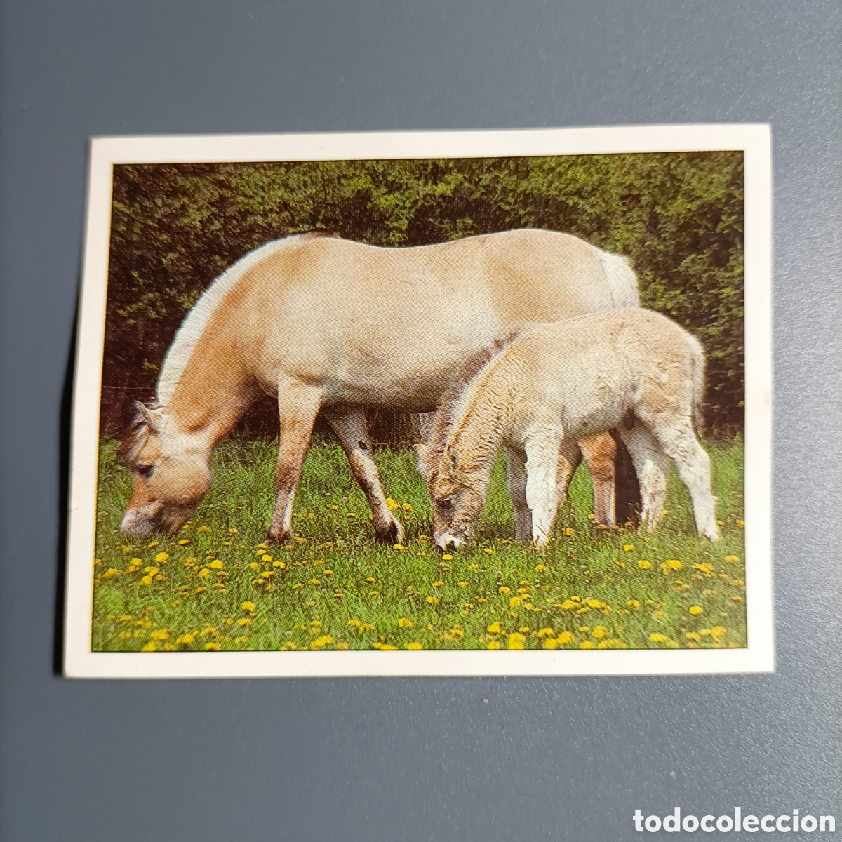 Coleccionismo cromos antiguos: CROMO Sticker. PANINI. Historias de Caballos - №30