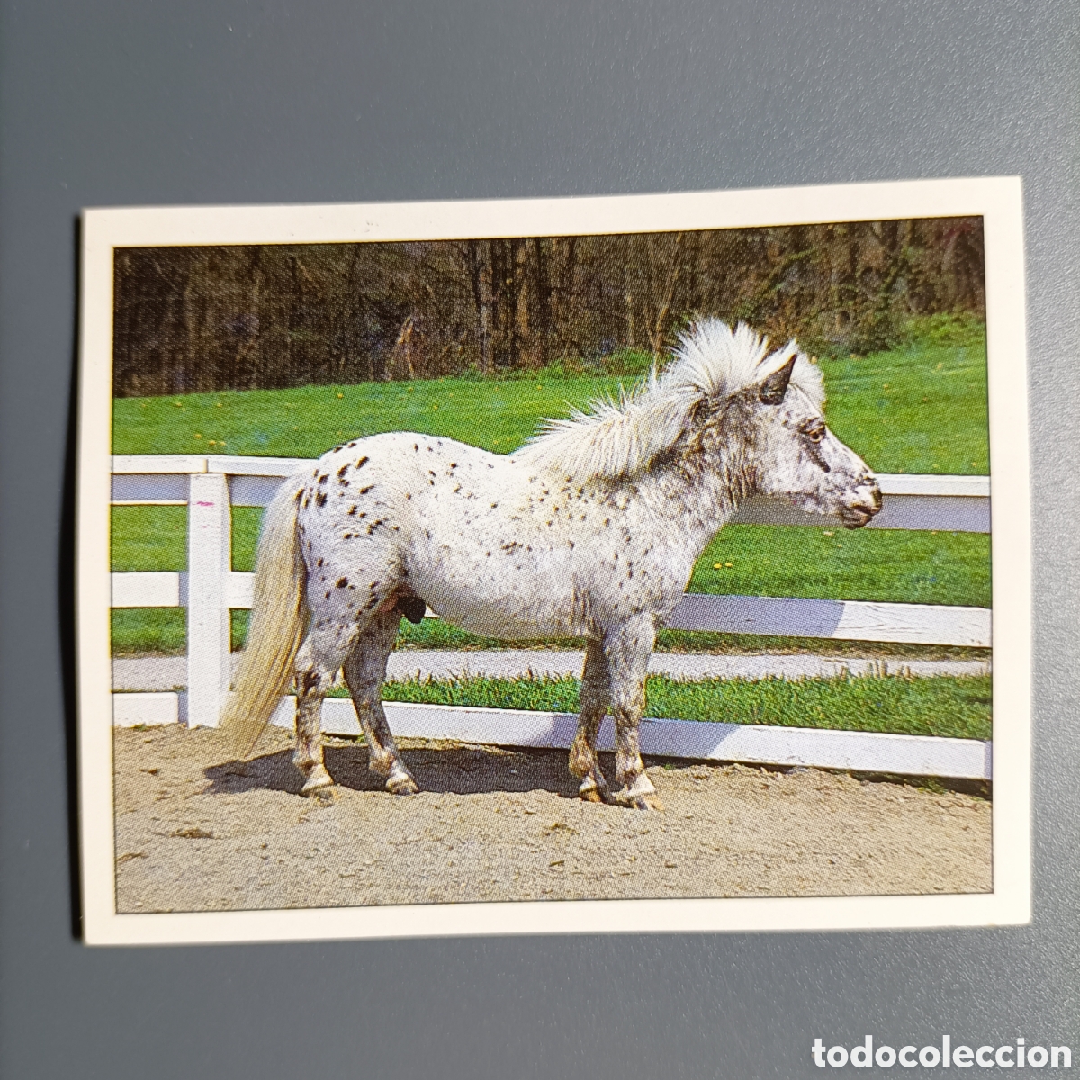 Coleccionismo cromos antiguos: CROMO Sticker. PANINI. Historias de Caballos - №28