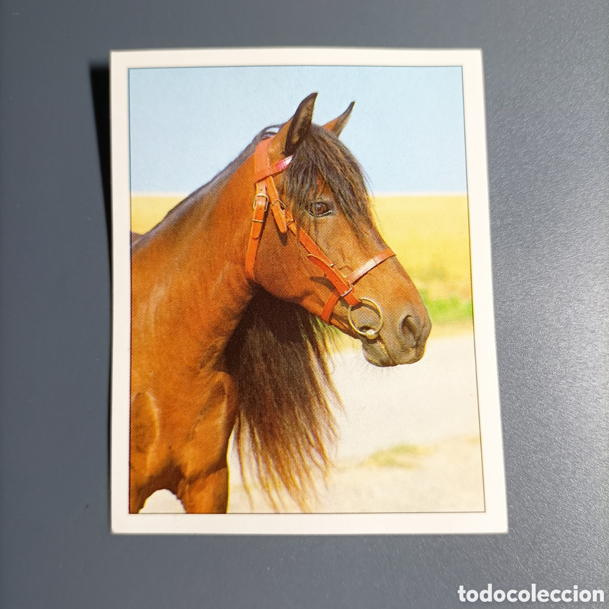 Coleccionismo cromos antiguos: CROMO Sticker. PANINI. Historias de Caballos - №18