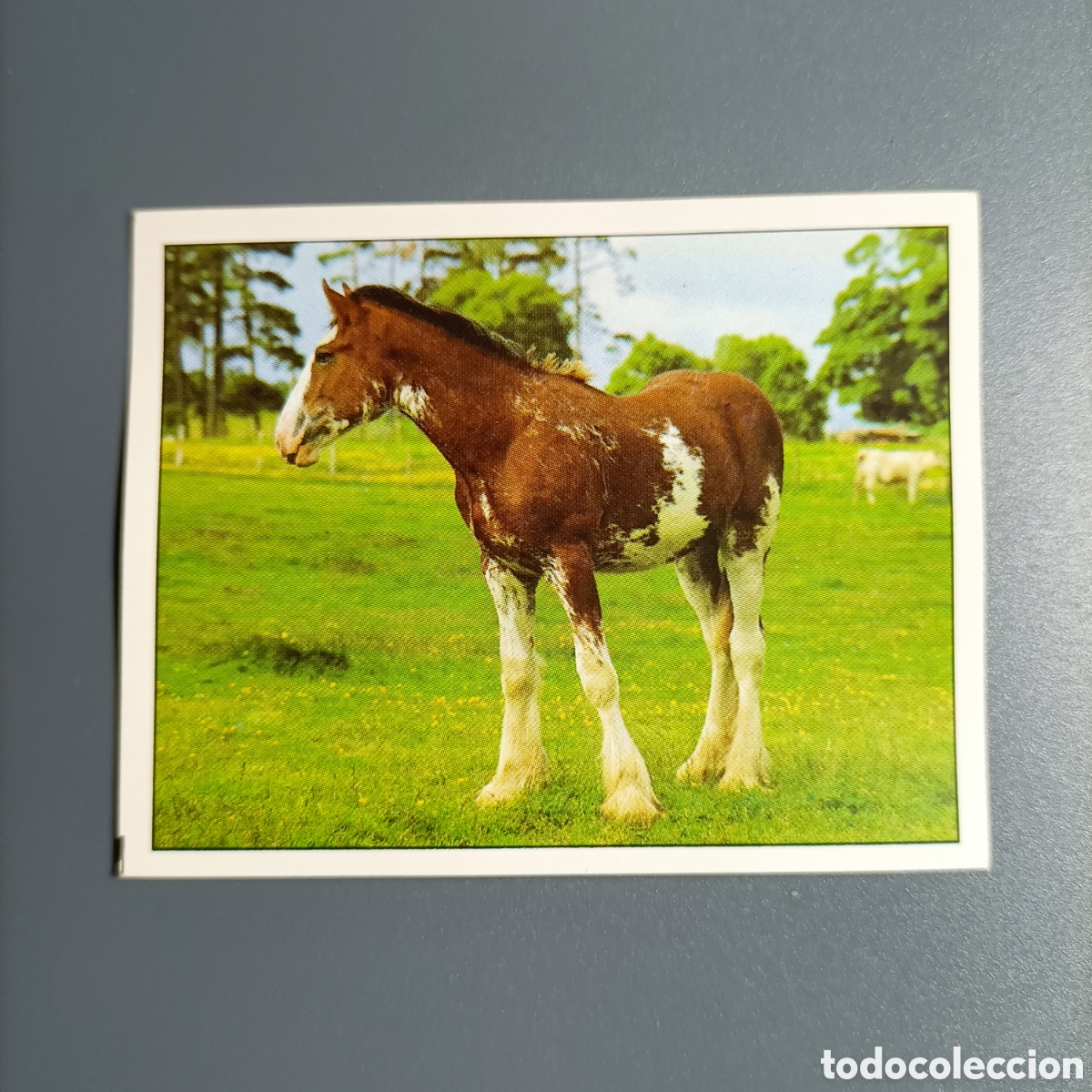 Coleccionismo cromos antiguos: CROMO Sticker. PANINI. Historias de Caballos - №17