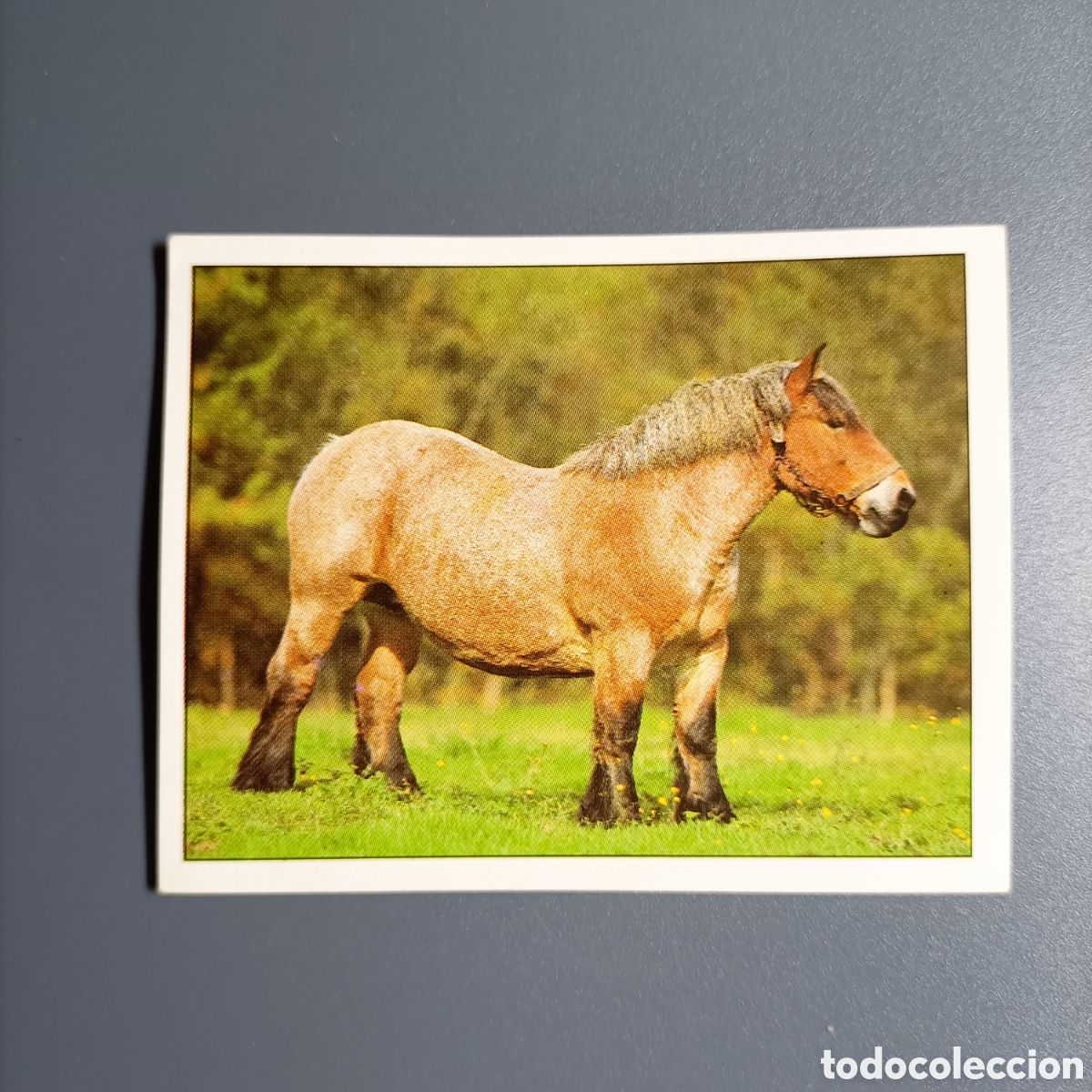 Coleccionismo cromos antiguos: CROMO Sticker. PANINI. Historias de Caballos - №13