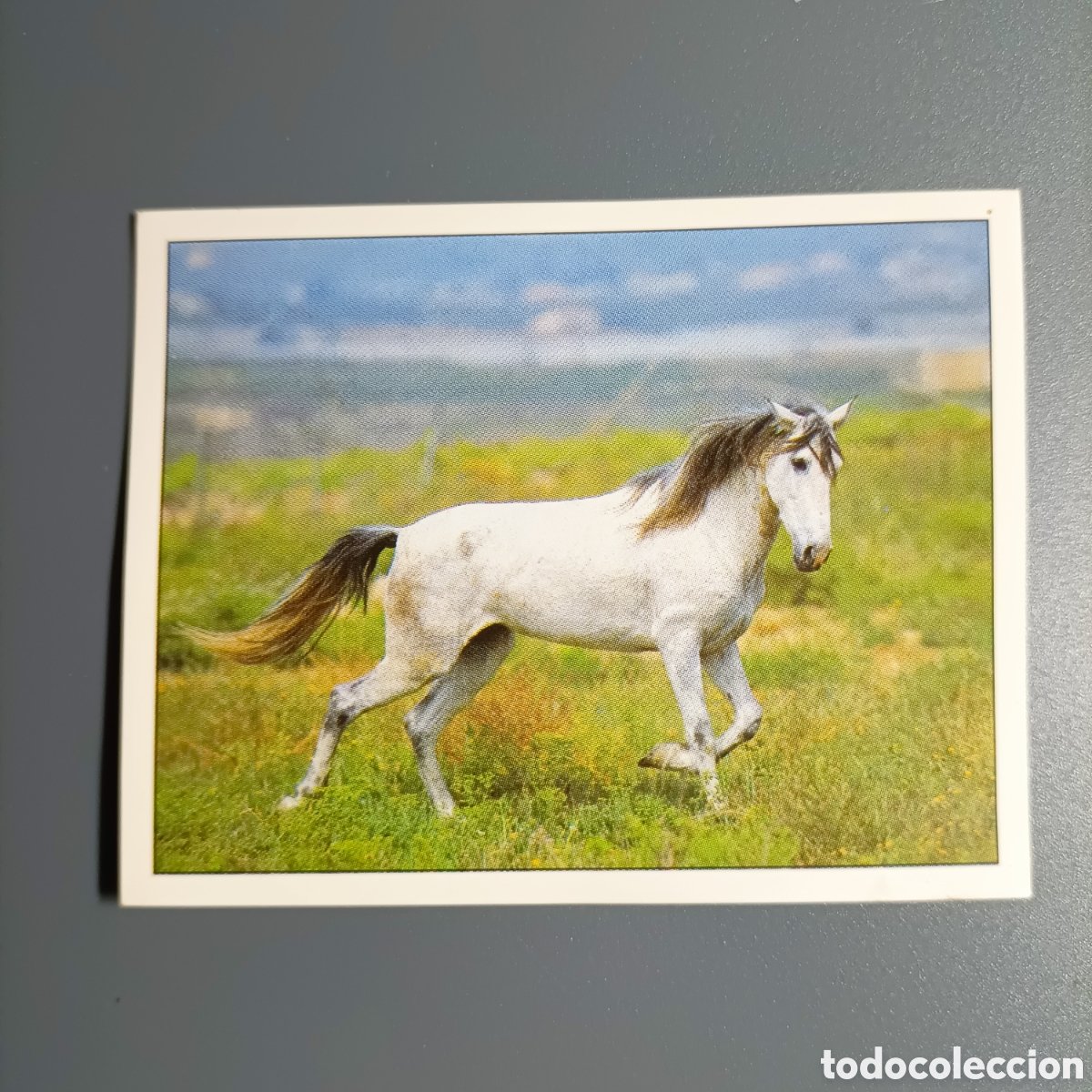 Coleccionismo cromos antiguos: CROMO Sticker. PANINI. Historias de Caballos - №4