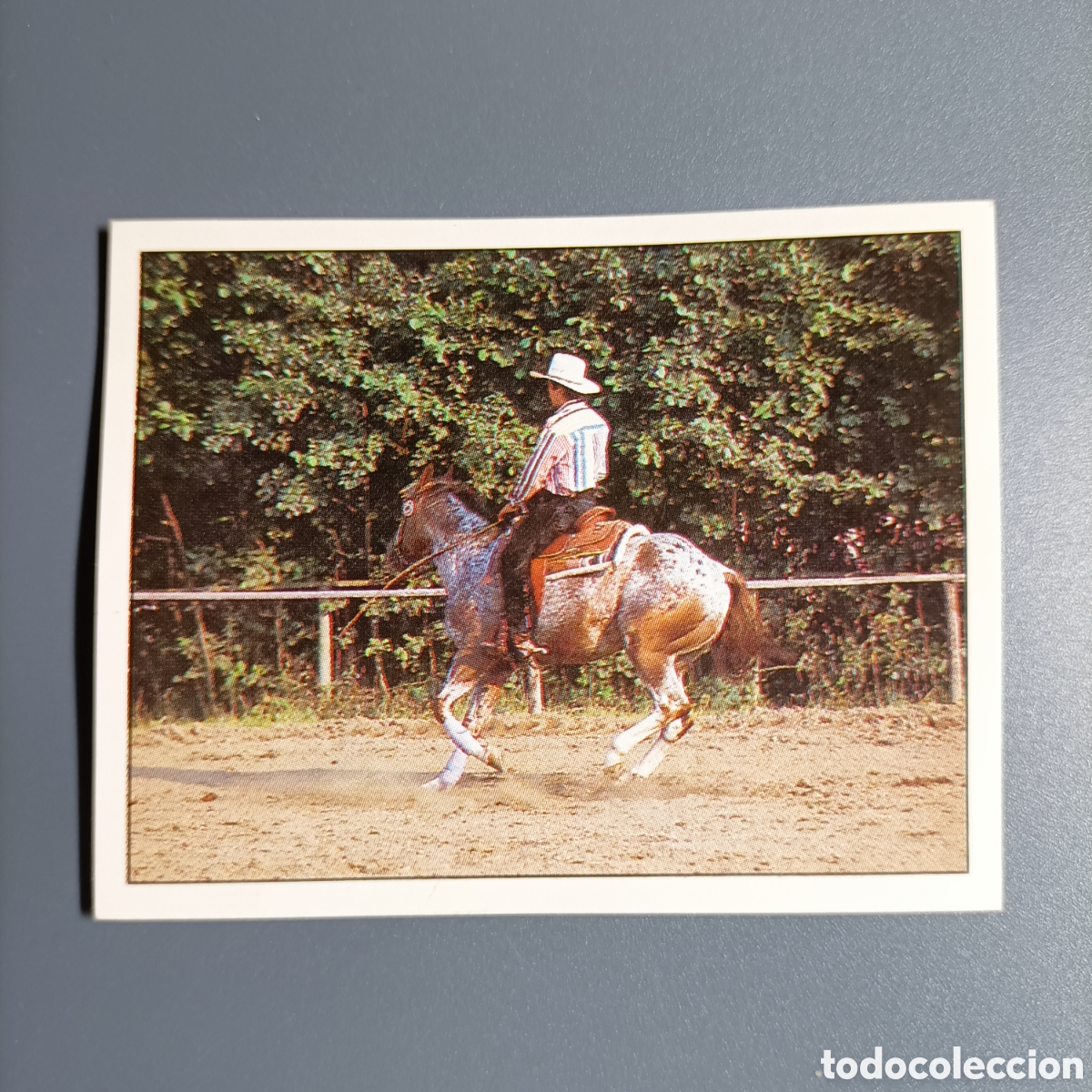 Coleccionismo cromos antiguos: CROMO Sticker. PANINI. Historias de Caballos - №157