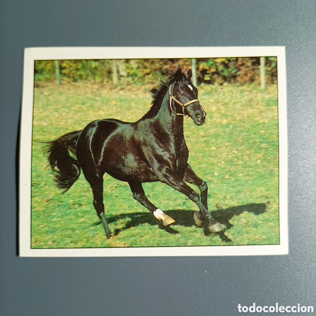 Coleccionismo cromos antiguos: CROMO Sticker. PANINI. Historias de Caballos - №116