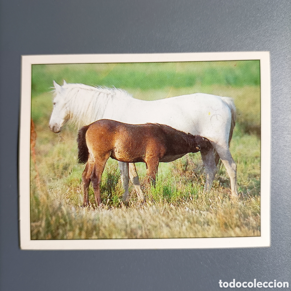 Coleccionismo cromos antiguos: CROMO Sticker. PANINI. Historias de Caballos - №102