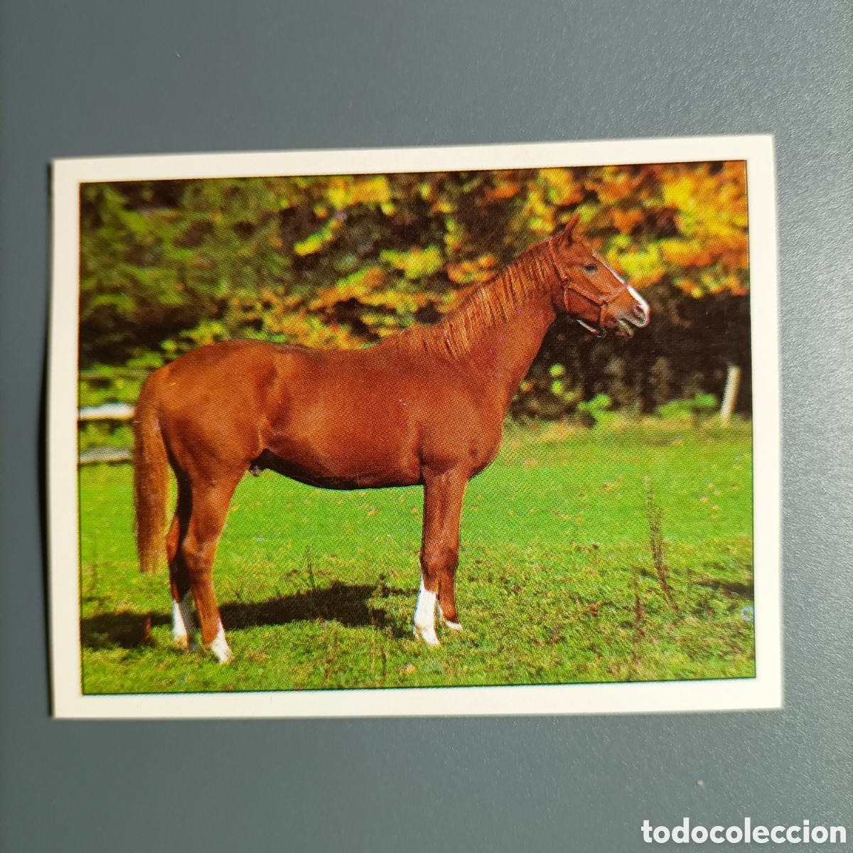 Coleccionismo cromos antiguos: CROMO Sticker. PANINI. Historias de Caballos - №91