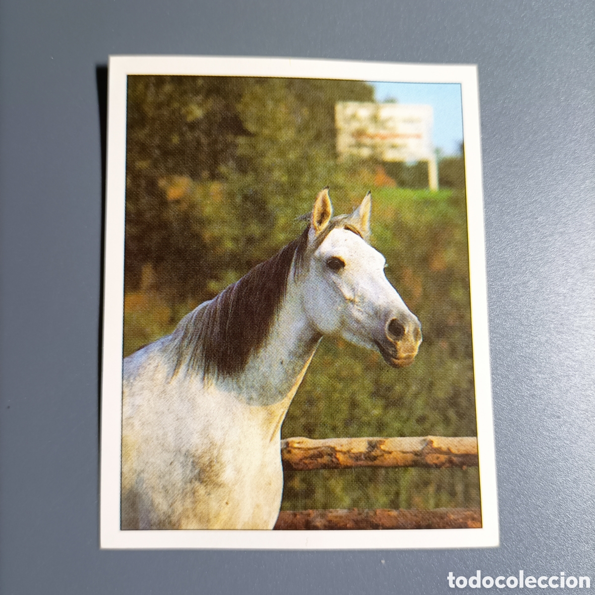 Coleccionismo cromos antiguos: CROMO Sticker. PANINI. Historias de Caballos - №89