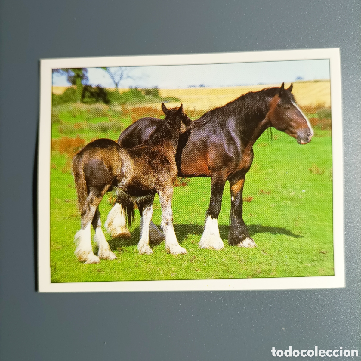 Coleccionismo cromos antiguos: CROMO Sticker. PANINI. Historias de Caballos - №85