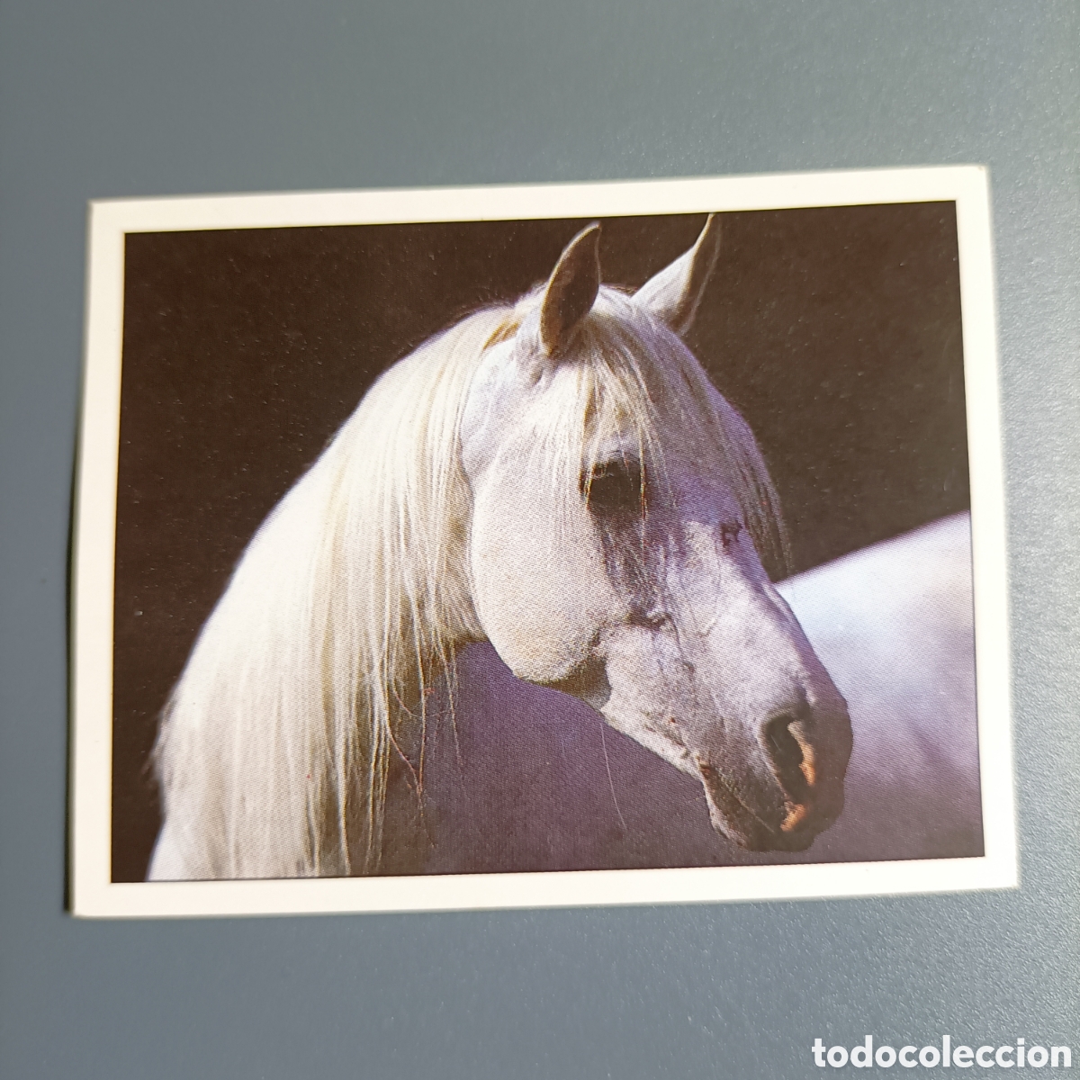 Coleccionismo cromos antiguos: CROMO Sticker. PANINI. Historias de Caballos - №83