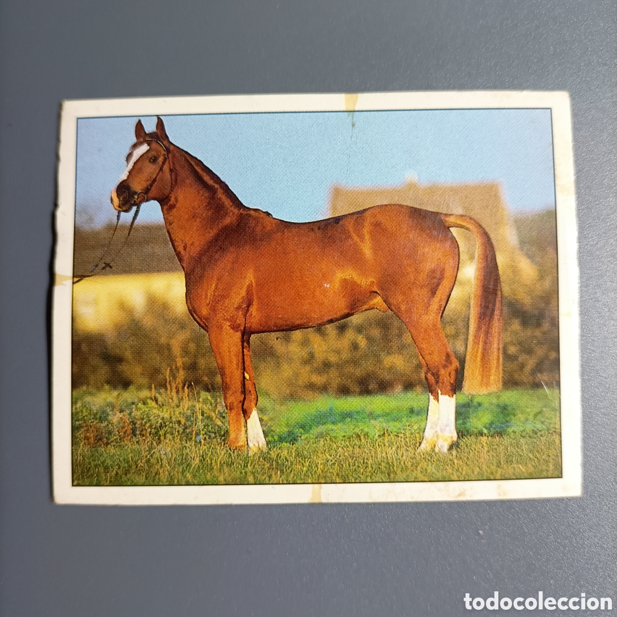 Coleccionismo cromos antiguos: CROMO Sticker. PANINI. Historias de Caballos - №78