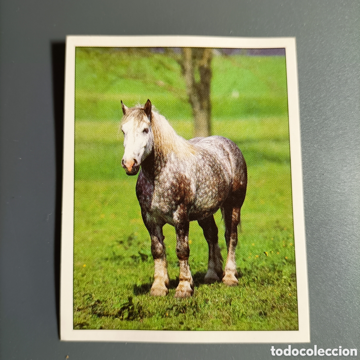 Coleccionismo cromos antiguos: CROMO Sticker. PANINI. Historias de Caballos - №63