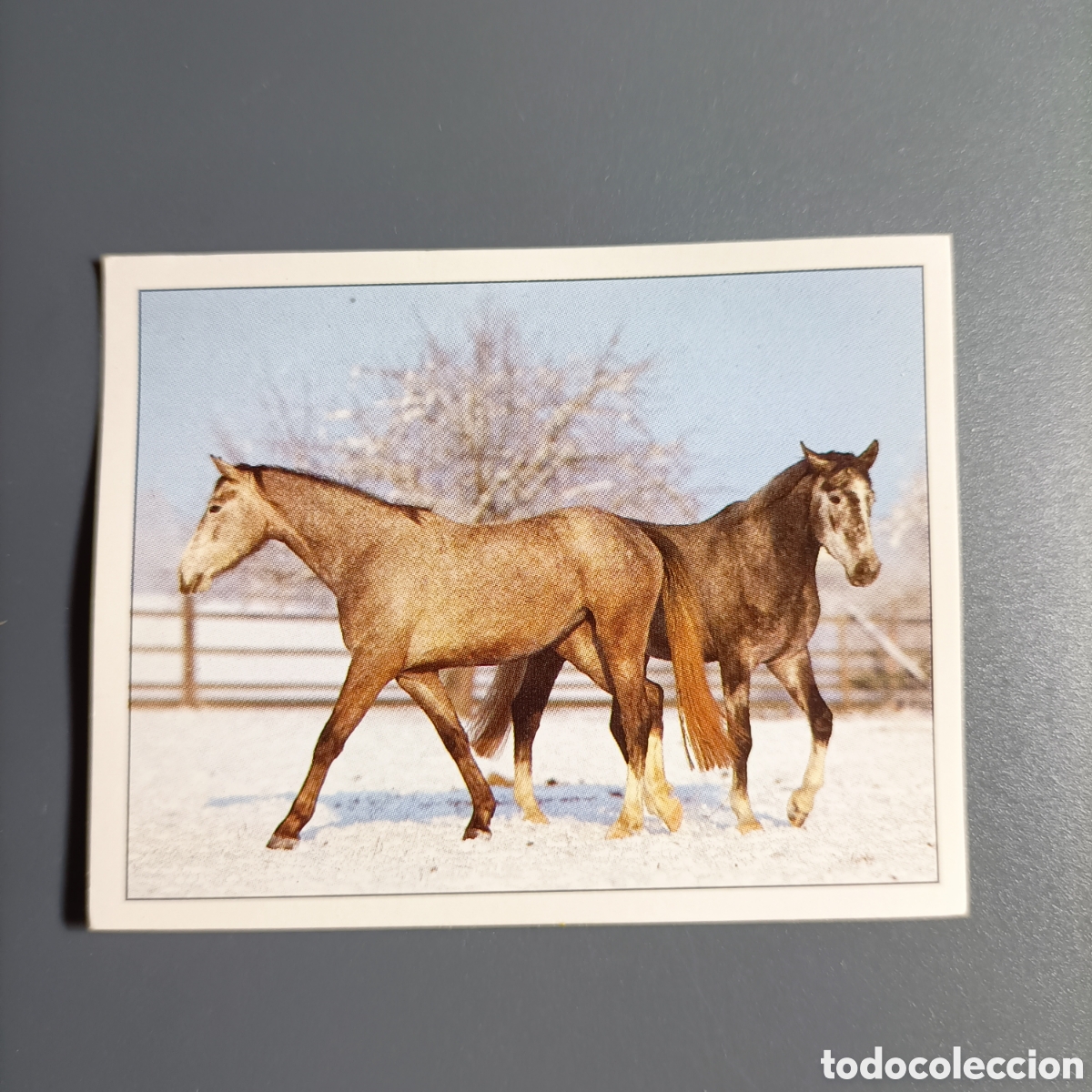 Coleccionismo cromos antiguos: CROMO Sticker. PANINI. Historias de Caballos - №68