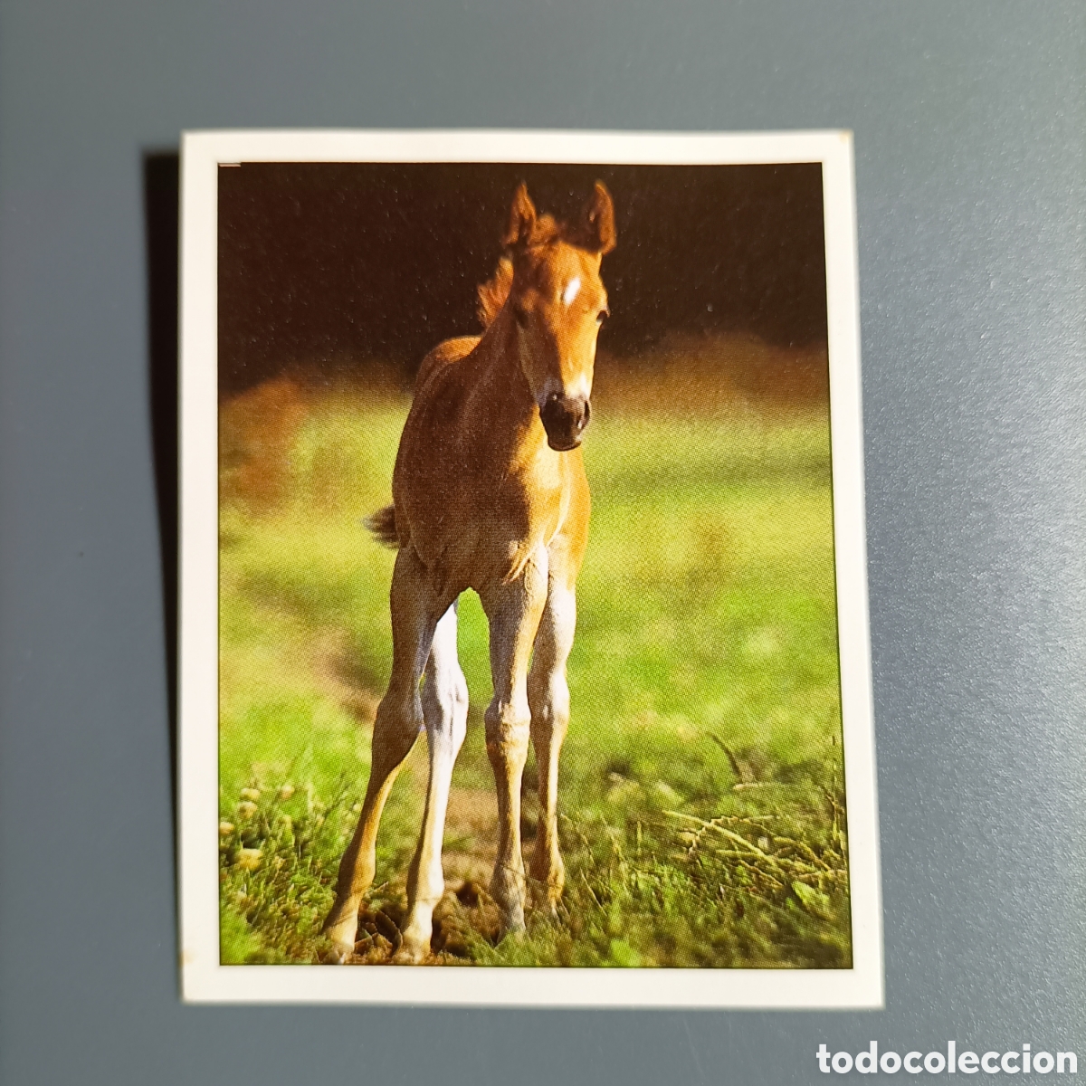 Coleccionismo cromos antiguos: CROMO Sticker. PANINI. Historias de Caballos - №73