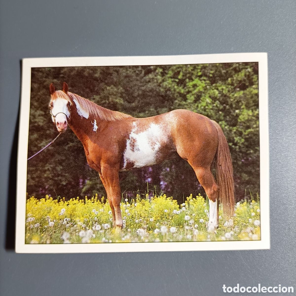 Coleccionismo cromos antiguos: CROMO Sticker. PANINI. Historias de Caballos - №72