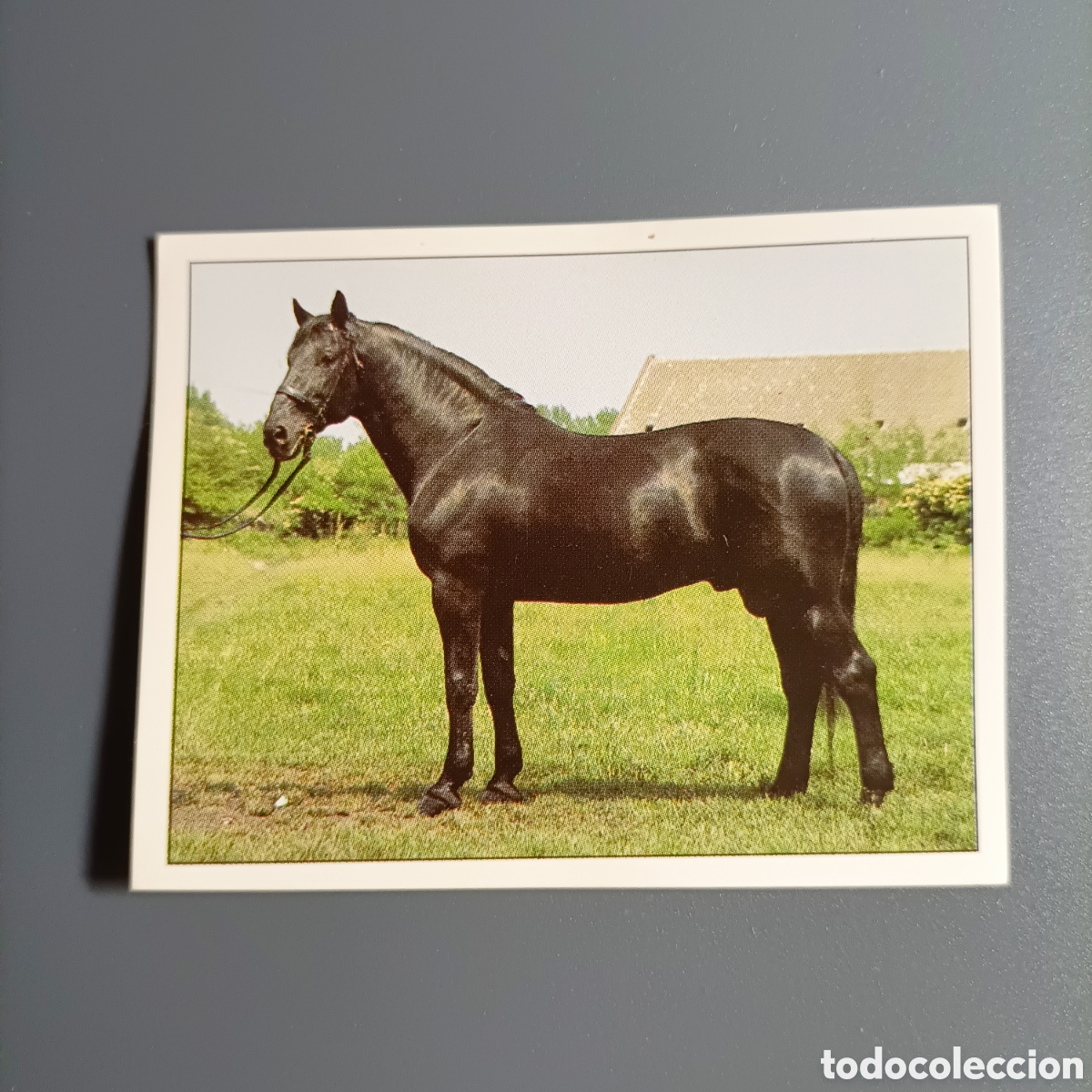 Coleccionismo cromos antiguos: CROMO Sticker. PANINI. Historias de Caballos - №67