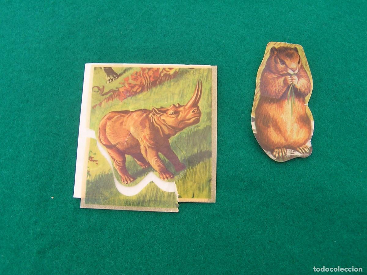 Coleccionismo cromos antiguos: Lote 2 cromos troquelados sin pegamento. Posiblemente &aacute;lbum Animales Salvajes. Ardilla y Arsinotheri
