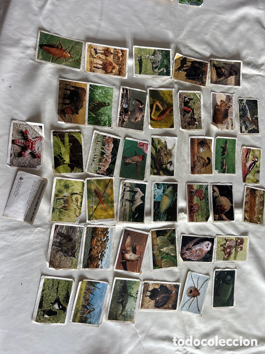 Coleccionismo cromos antiguos: Lote de 40 cromos Animales de todo el Mundo.1981