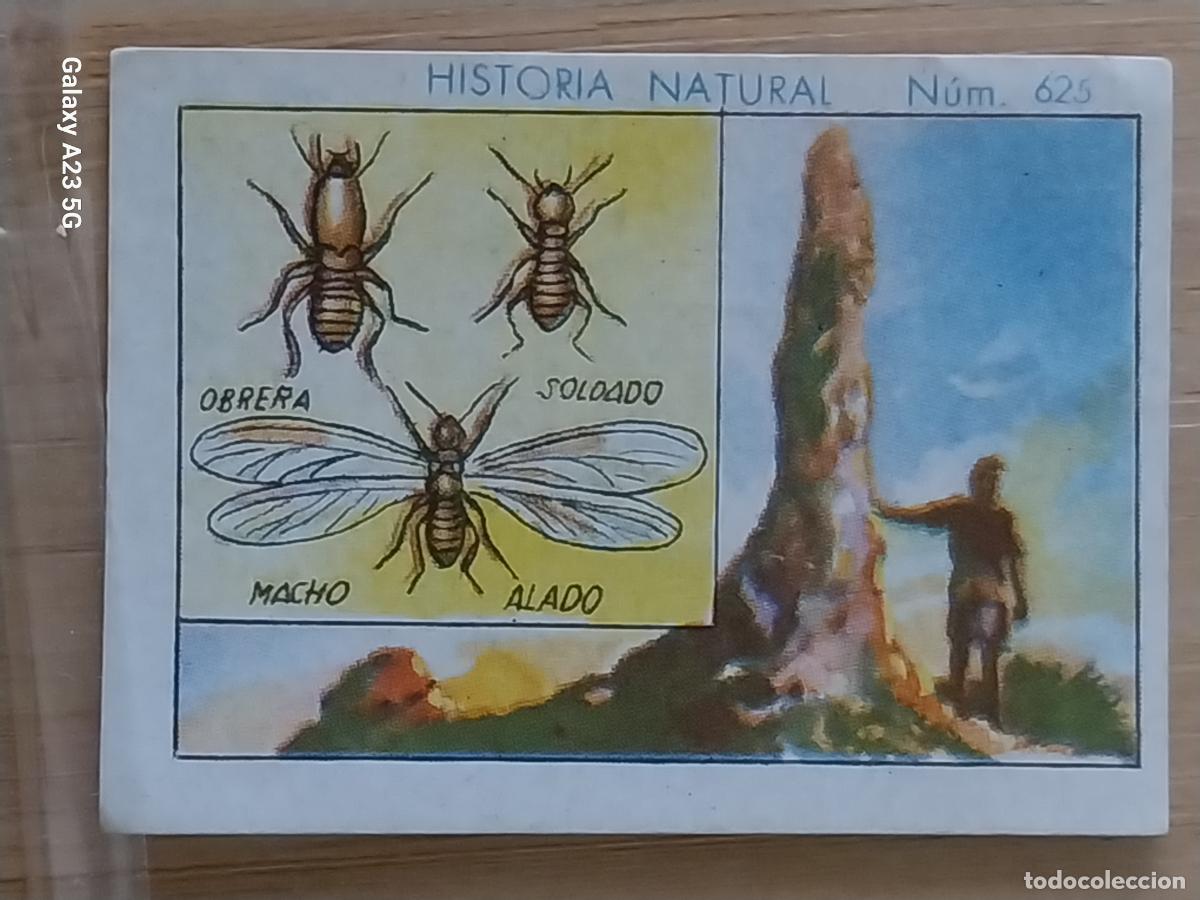 Coleccionismo cromos antiguos: HORMIGA BLANCA CHOCOLATES JUNCOSA LA CHOCOLATERA * A&Ntilde;O 1935 CROMO 625 4.5X3.5CMS HISTORIA NATURAL