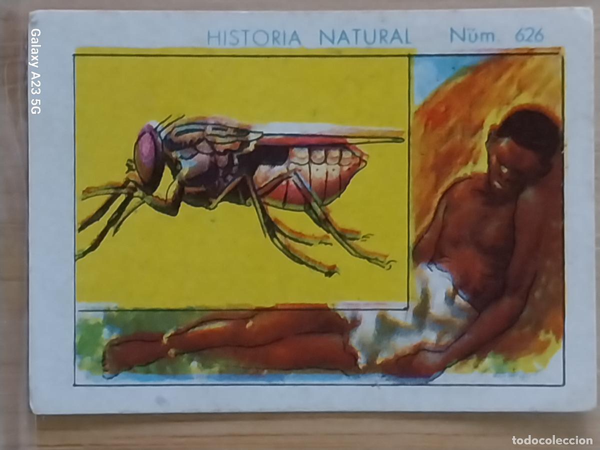 Coleccionismo cromos antiguos: MOSCA TSE TSE CHOCOLATES JUNCOSA LA CHOCOLATERA * A&Ntilde;O 1935 CROMO 626 4.5X3.5CMS HISTORIA NATURAL