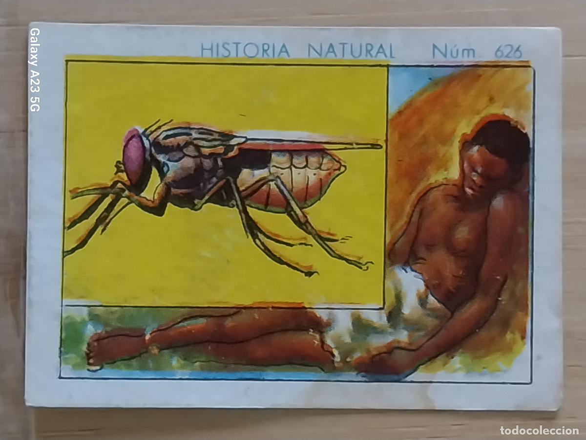 Coleccionismo cromos antiguos: MOSCA TSE TSE CHOCOLATES JUNCOSA LA CHOCOLATERA A&Ntilde;O 1935 CROMO 626 4.5X3.5CMS HISTORIA NATURAL