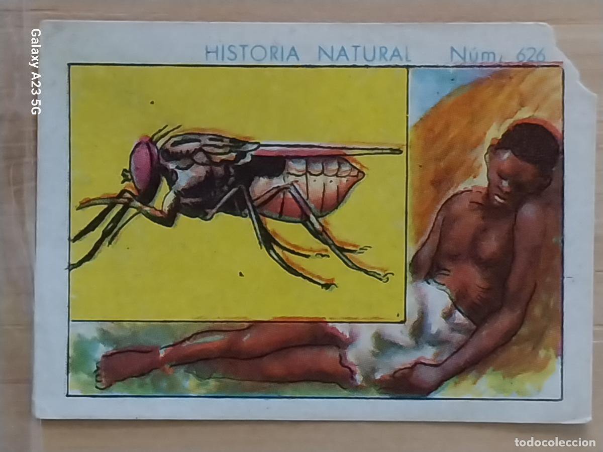 Coleccionismo cromos antiguos: MOSCA TSE TSE CHOCOLATES JUNCOSA LA CHOCOLATERA ----- A&Ntilde;O 1935 CROMO 626 4.5X3.5CMS HISTORIA NATURAL