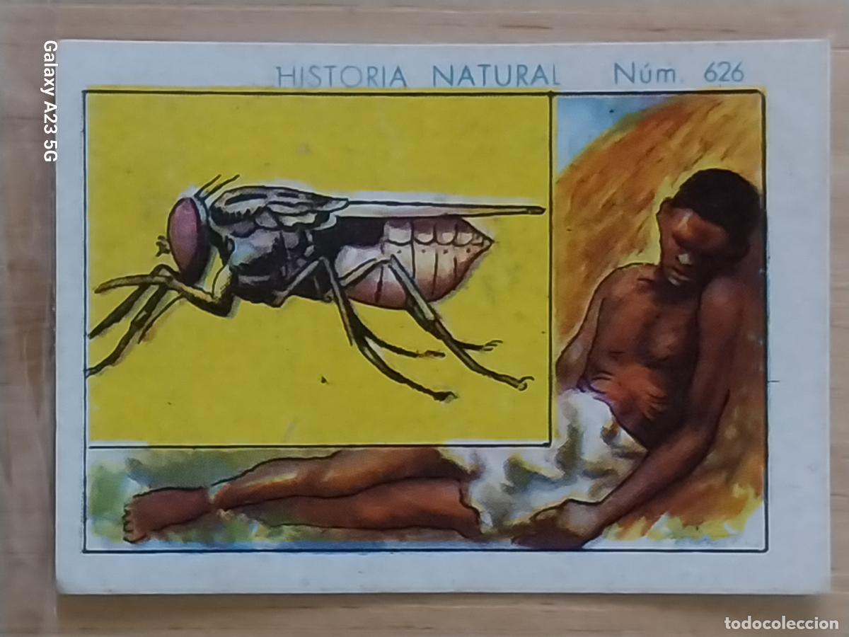Coleccionismo cromos antiguos: MOSCA TSE TSE CHOCOLATES JUNCOSA LA CHOCOLATERA ---- A&Ntilde;O 1935 CROMO 626 4.5X3.5CMS HISTORIA NATURAL
