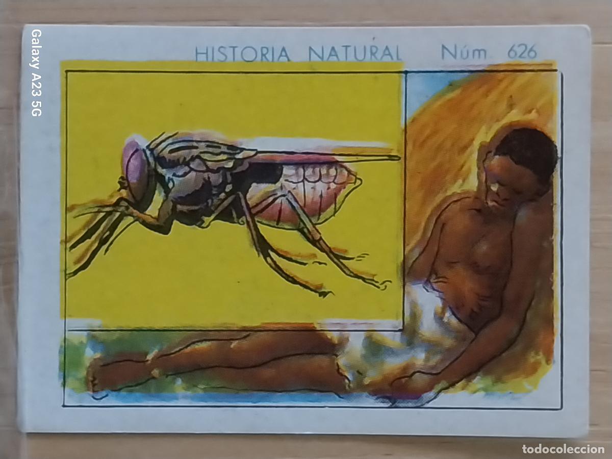Coleccionismo cromos antiguos: MOSCA TSE TSE CHOCOLATES JUNCOSA LA CHOCOLATERA --- A&Ntilde;O 1935 CROMO 626 4.5X3.5CMS HISTORIA NATURAL
