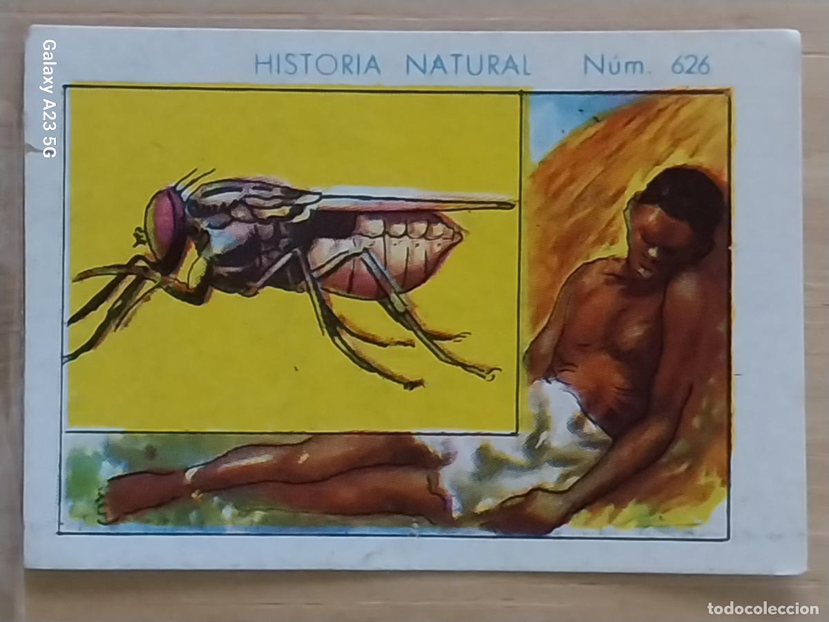 Coleccionismo cromos antiguos: MOSCA TSE TSE CHOCOLATES JUNCOSA LA CHOCOLATERA -- A&Ntilde;O 1935 CROMO 626 4.5X3.5CMS HISTORIA NATURAL