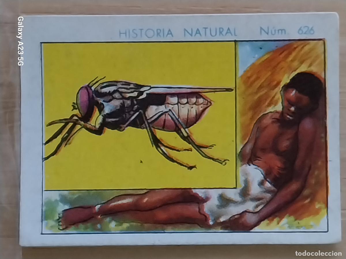 Coleccionismo cromos antiguos: MOSCA TSE TSE CHOCOLATES JUNCOSA LA CHOCOLATERA - A&Ntilde;O 1935 CROMO 626 4.5X3.5CMS HISTORIA NATURAL