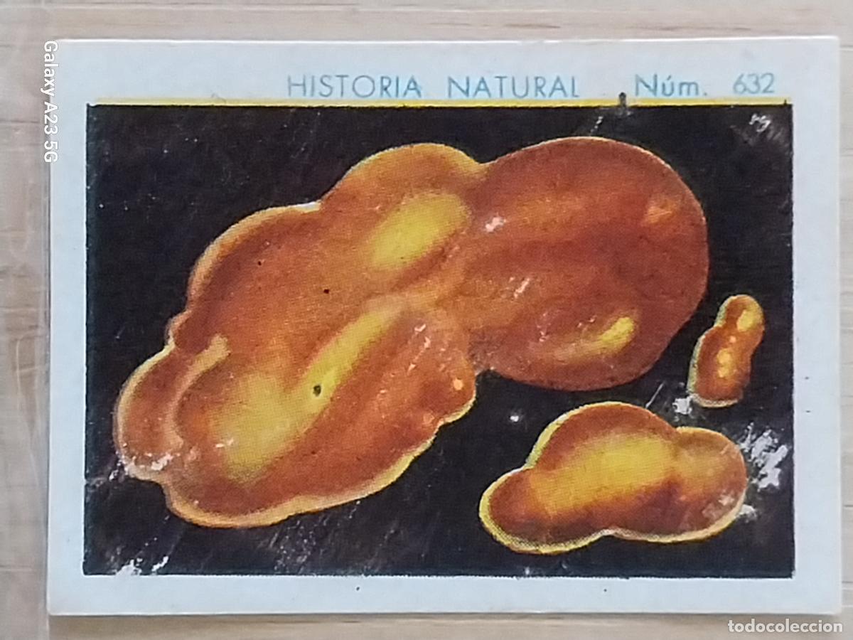 Coleccionismo cromos antiguos: ORO NATIVO CHOCOLATES JUNCOSA LA CHOCOLATERA ****** A&Ntilde;O 1935 CROMO 632 4.5X3.5CMS HISTORIA NATURAL