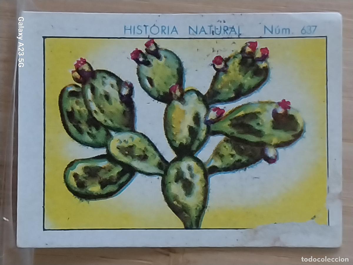 Coleccionismo cromos antiguos: NOPAL CHOCOLATES JUNCOSA LA CHOCOLATERA ________ A&Ntilde;O 1935 CROMO 637 4.5X3.5CMS HISTORIA NATURAL
