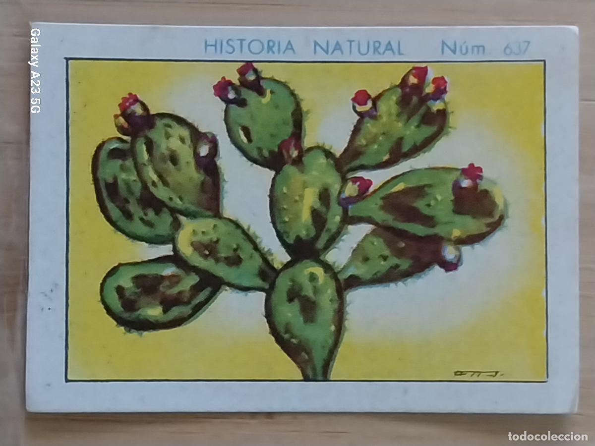 Coleccionismo cromos antiguos: NOPAL CHOCOLATES JUNCOSA LA CHOCOLATERA _______ A&Ntilde;O 1935 CROMO 637 4.5X3.5CMS HISTORIA NATURAL