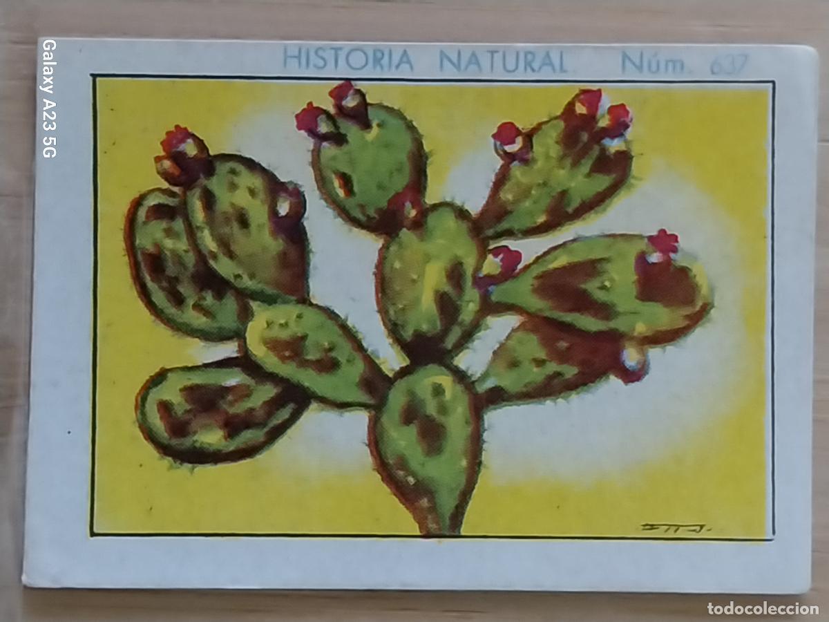 Coleccionismo cromos antiguos: NOPAL CHOCOLATES JUNCOSA LA CHOCOLATERA ______ A&Ntilde;O 1935 CROMO 637 4.5X3.5CMS HISTORIA NATURAL