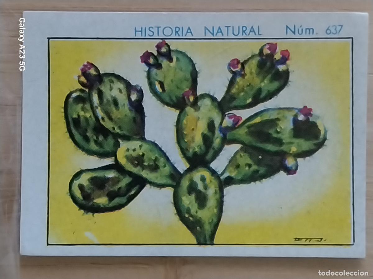 Coleccionismo cromos antiguos: NOPAL CHOCOLATES JUNCOSA LA CHOCOLATERA _____ A&Ntilde;O 1935 CROMO 637 4.5X3.5CMS HISTORIA NATURAL