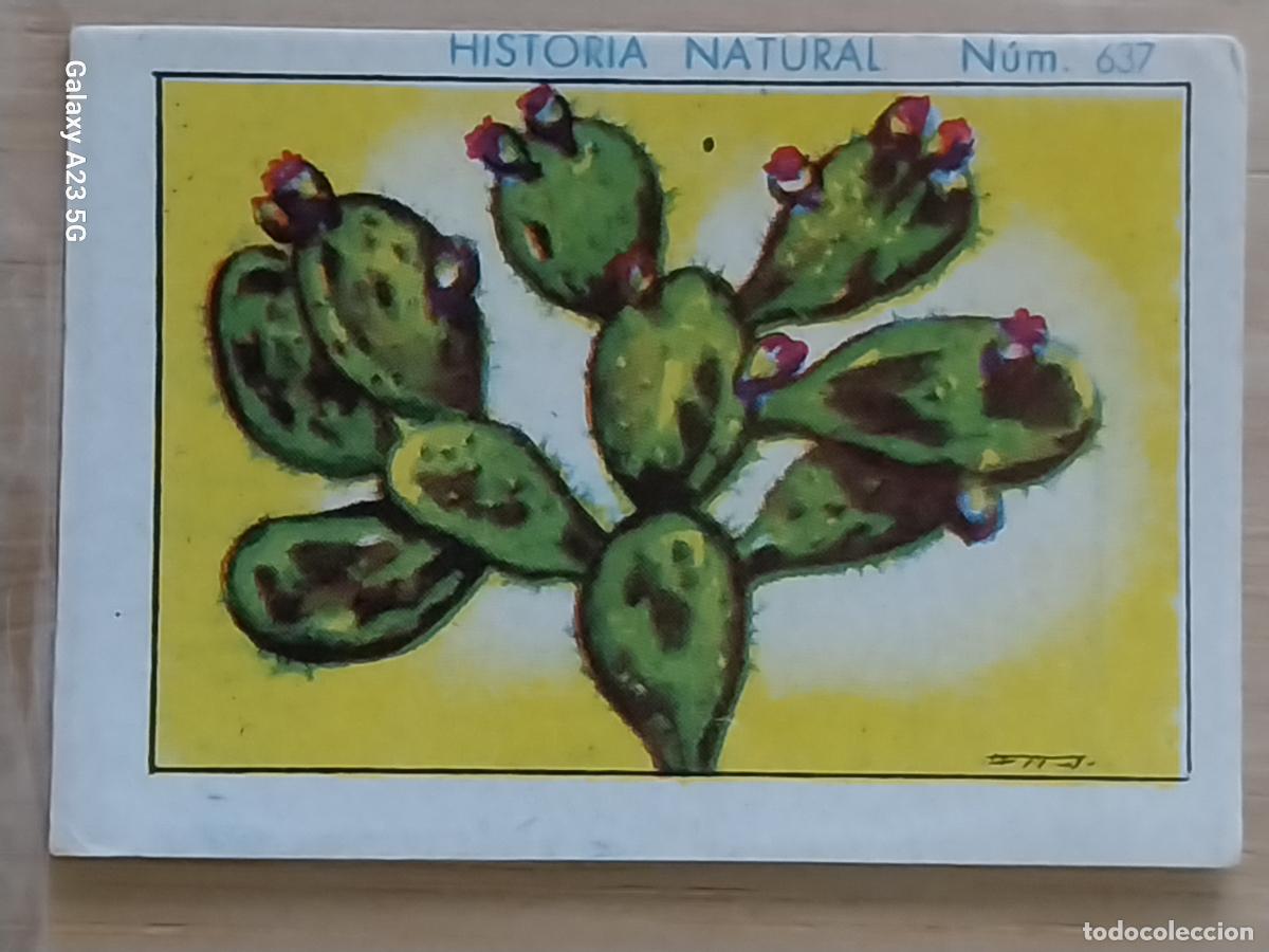 Coleccionismo cromos antiguos: NOPAL CHOCOLATES JUNCOSA LA CHOCOLATERA ____ A&Ntilde;O 1935 CROMO 637 4.5X3.5CMS HISTORIA NATURAL