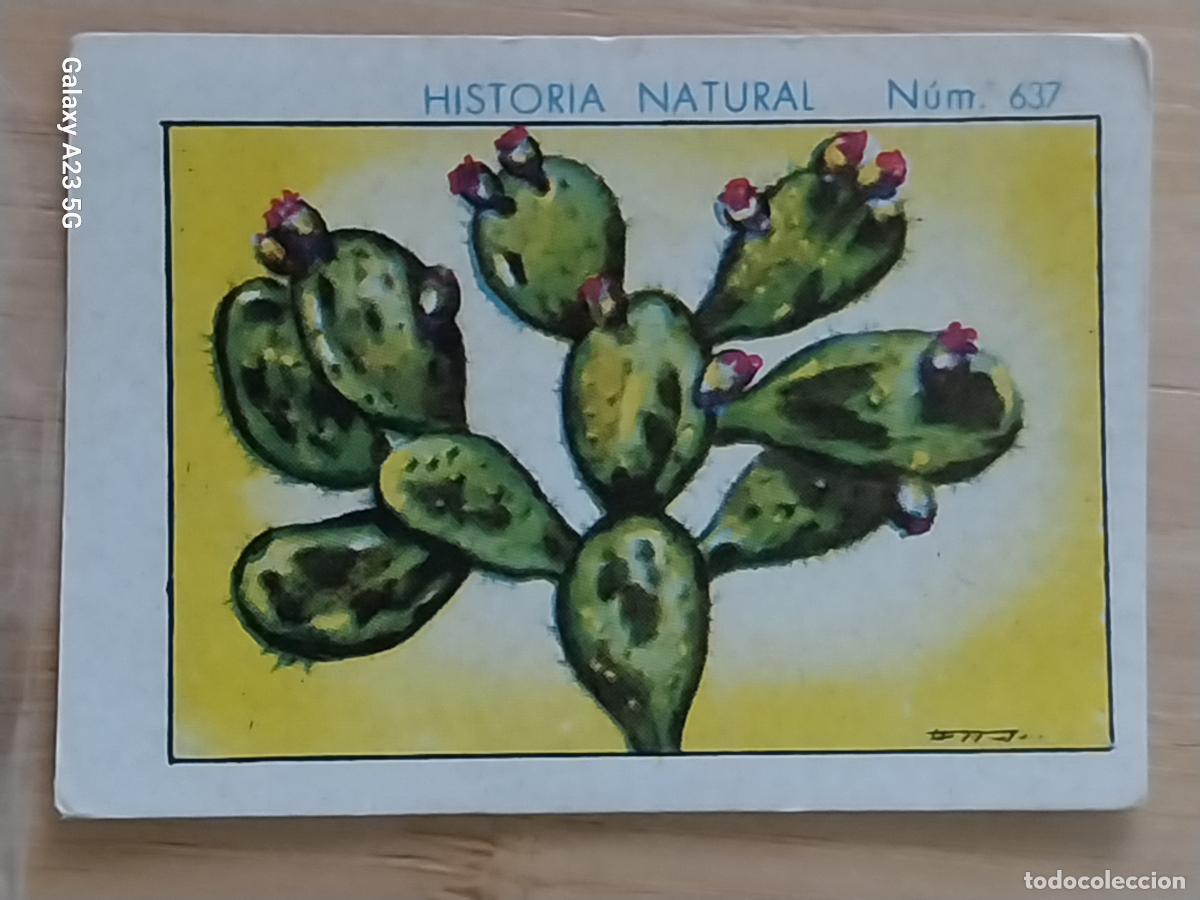 Coleccionismo cromos antiguos: NOPAL CHOCOLATES JUNCOSA LA CHOCOLATERA ____ A&Ntilde;O 1935 CROMO 637 4.5X3.5CMS HISTORIA NATURAL