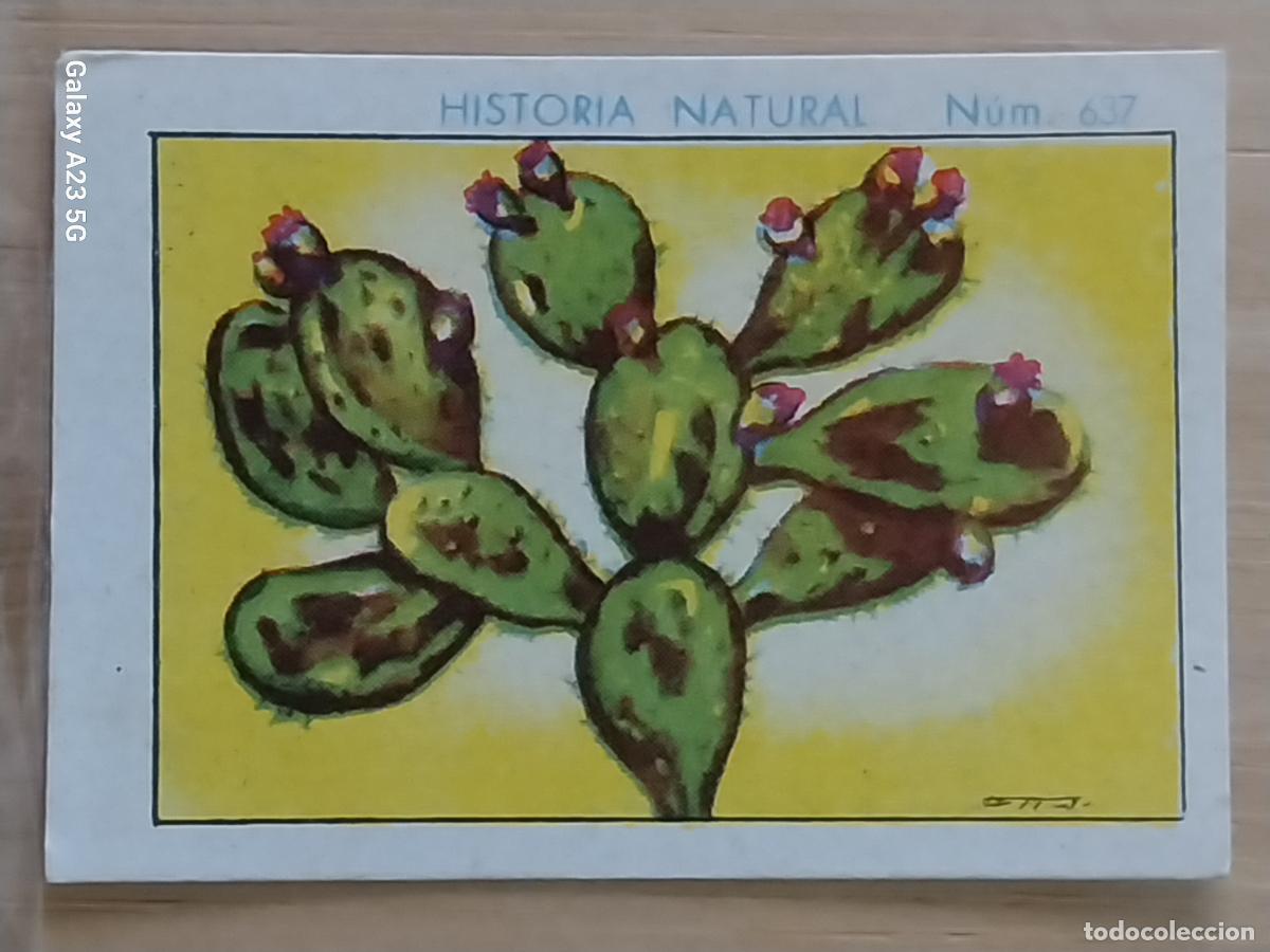 Coleccionismo cromos antiguos: NOPAL CHOCOLATES JUNCOSA LA CHOCOLATERA ___ A&Ntilde;O 1935 CROMO 637 4.5X3.5CMS HISTORIA NATURAL