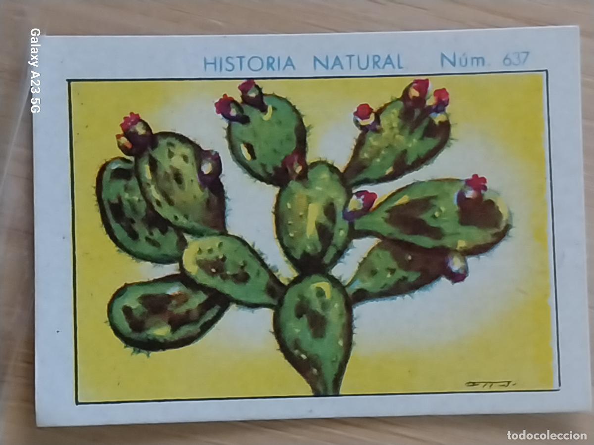 Coleccionismo cromos antiguos: NOPAL CHOCOLATES JUNCOSA LA CHOCOLATERA __ A&Ntilde;O 1935 CROMO 637 4.5X3.5CMS HISTORIA NATURAL