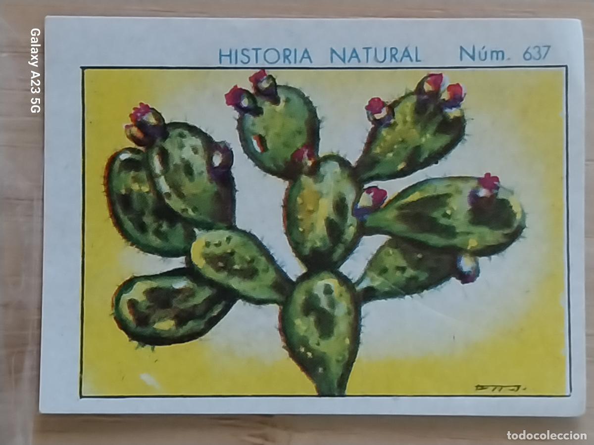 Coleccionismo cromos antiguos: NOPAL CHOCOLATES JUNCOSA LA CHOCOLATERA _ A&Ntilde;O 1935 CROMO 637 4.5X3.5CMS HISTORIA NATURAL