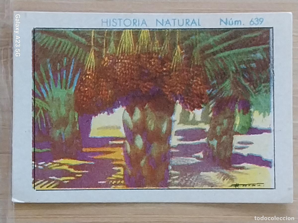 Coleccionismo cromos antiguos: DATILERAS CHOCOLATES JUNCOSA LA CHOCOLATERA ___***___ A&Ntilde;O 1935 CROMO 639 4.5X3.5CMS HISTORIA NATURAL