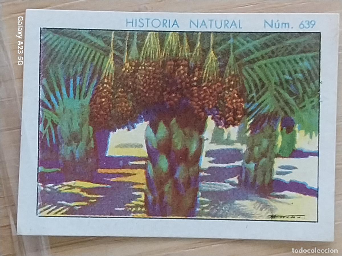 Coleccionismo cromos antiguos: DATILERAS CHOCOLATES JUNCOSA LA CHOCOLATERA __***__ A&Ntilde;O 1935 CROMO 639 4.5X3.5CMS HISTORIA NATURAL