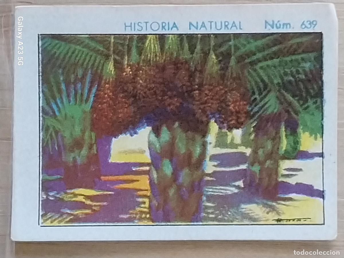 Coleccionismo cromos antiguos: DATILERAS CHOCOLATES JUNCOSA LA CHOCOLATERA __*__ A&Ntilde;O 1935 CROMO 639 4.5X3.5CMS HISTORIA NATURAL