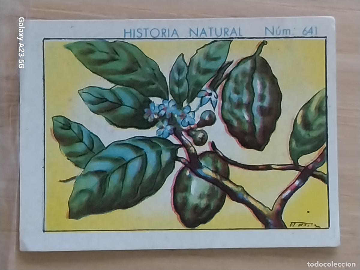 Coleccionismo cromos antiguos: KOLA CHOCOLATES JUNCOSA LA CHOCOLATERA __*__ A&Ntilde;O 1935 CROMO 641 4.5X3.5CMS HISTORIA NATURAL