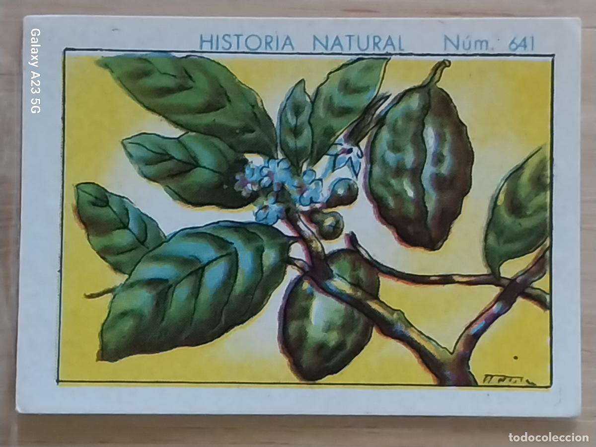 Coleccionismo cromos antiguos: KOLA CHOCOLATES JUNCOSA LA CHOCOLATERA ____ A&Ntilde;O 1935 CROMO 641 4.5X3.5CMS HISTORIA NATURAL