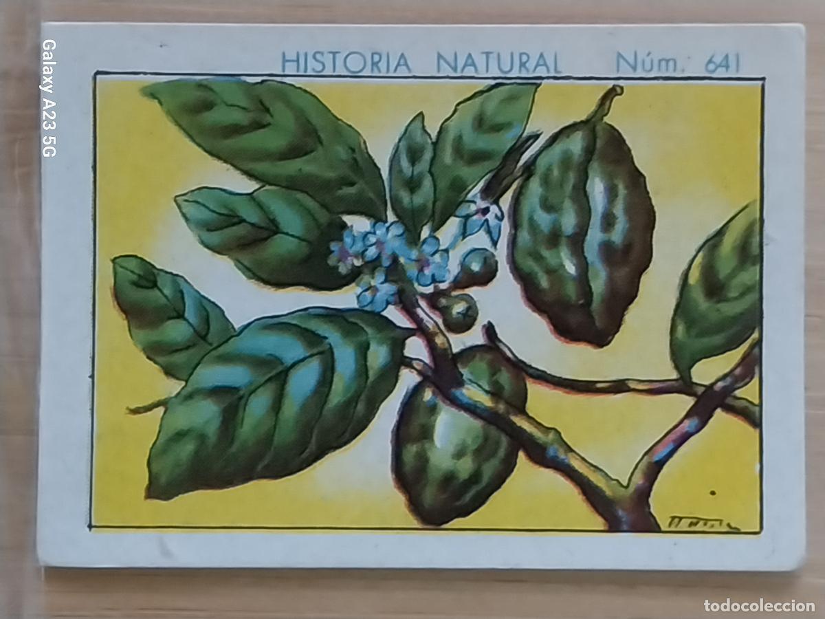 Coleccionismo cromos antiguos: KOLA CHOCOLATES JUNCOSA LA CHOCOLATERA ___ A&Ntilde;O 1935 CROMO 641 4.5X3.5CMS HISTORIA NATURAL