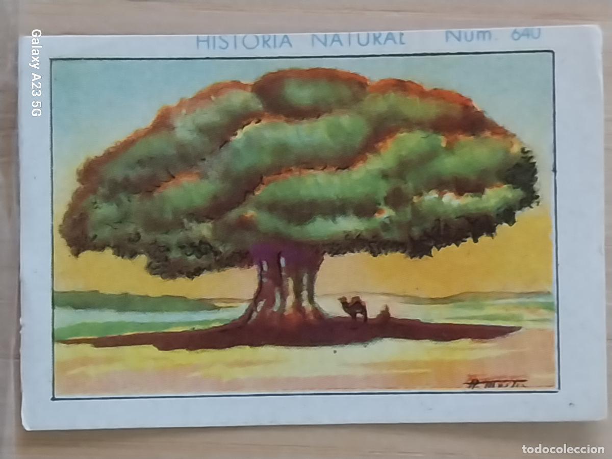 Coleccionismo cromos antiguos: BAOBAB CHOCOLATES JUNCOSA LA CHOCOLATERA *********** A&Ntilde;O 1935 CROMO 640 4.5X3.5CMS HISTORIA NATURAL