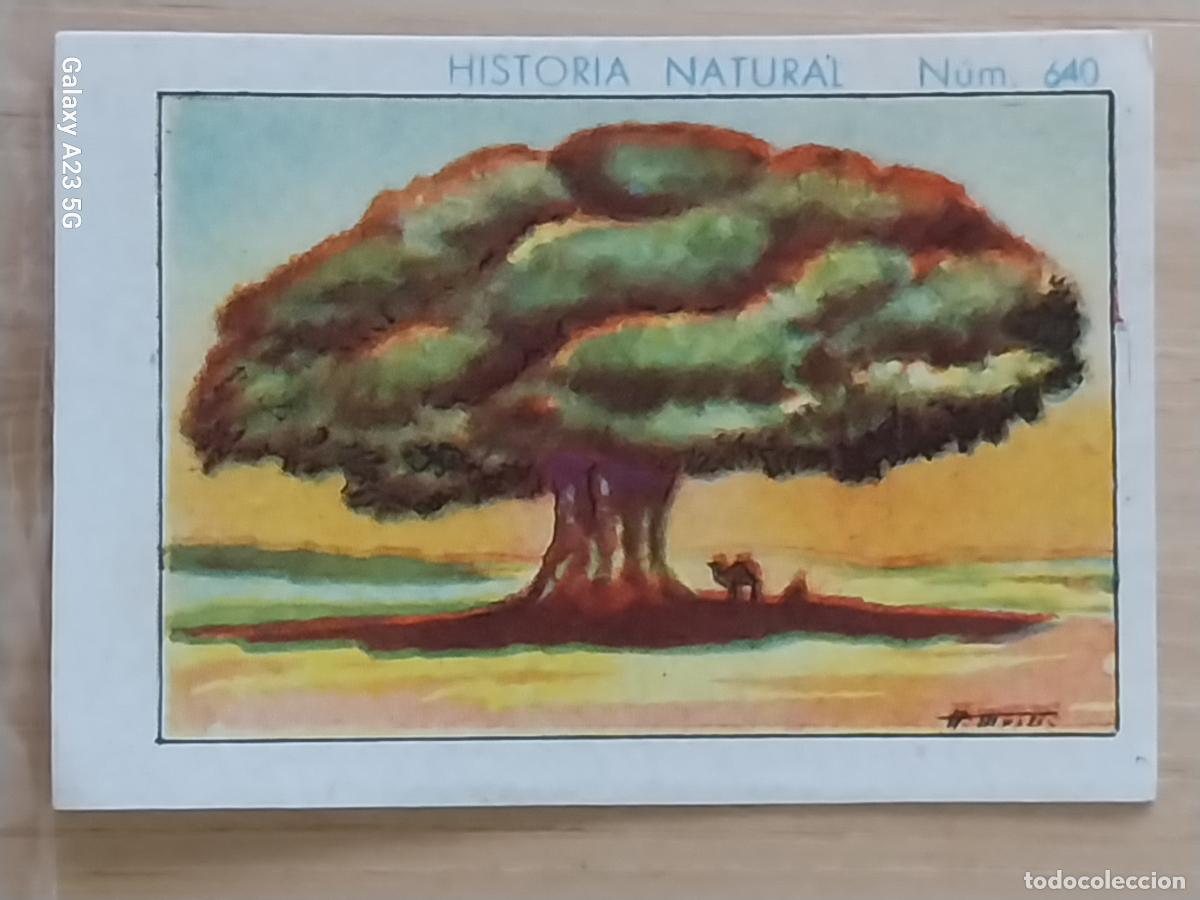 Coleccionismo cromos antiguos: BAOBAB CHOCOLATES JUNCOSA LA CHOCOLATERA ********** A&Ntilde;O 1935 CROMO 640 4.5X3.5CMS HISTORIA NATURAL