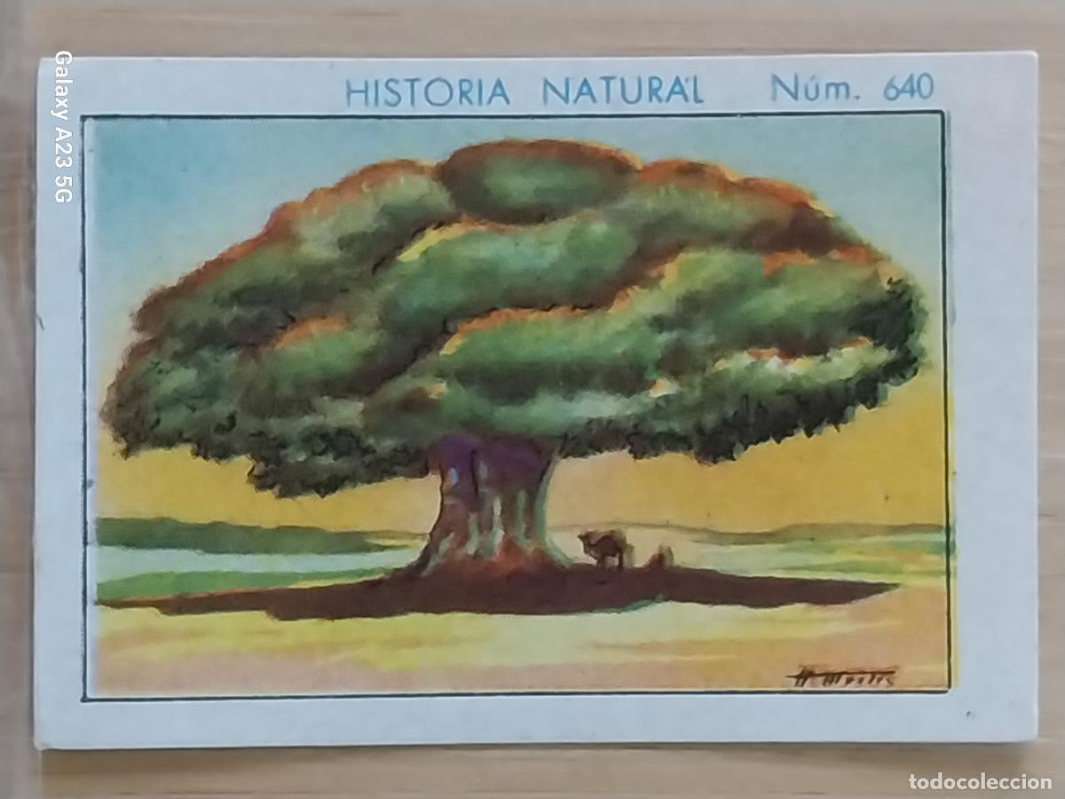 Coleccionismo cromos antiguos: BAOBAB CHOCOLATES JUNCOSA LA CHOCOLATERA ********* A&Ntilde;O 1935 CROMO 640 4.5X3.5CMS HISTORIA NATURAL